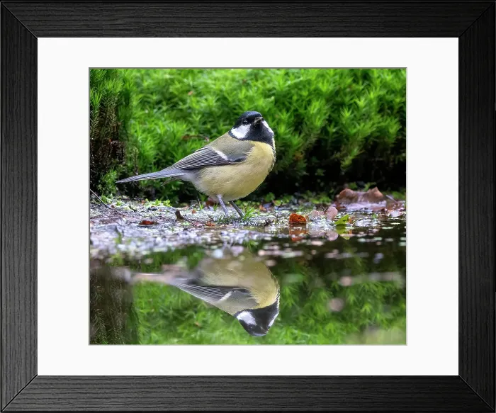 Framed Print : Eurasian Great Tit; Parus major