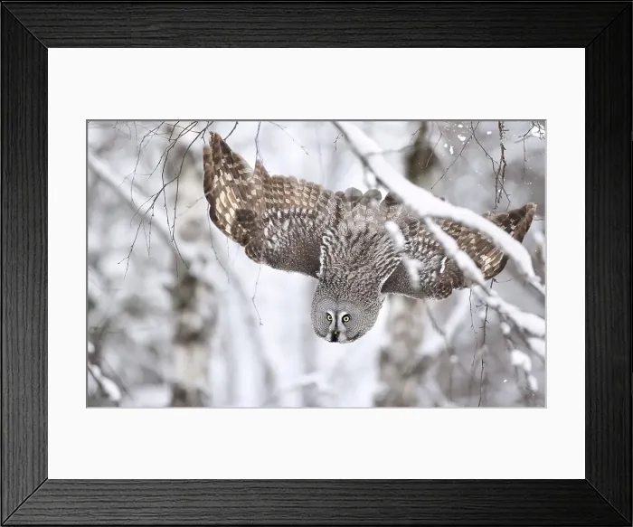 Framed Print : Great Grey Owl, Strix nebulosa