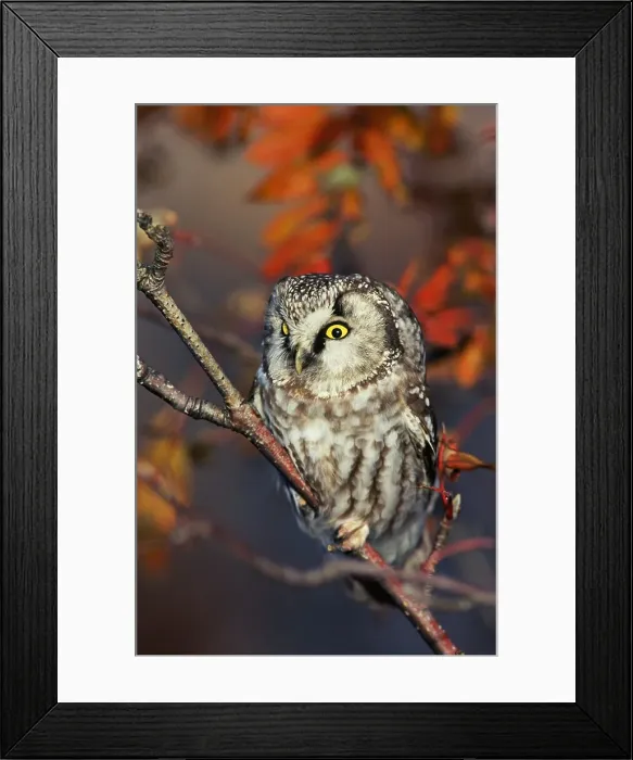 Framed Print : Ruigpootuil, Tengmalms Owl, Aegolius funereus