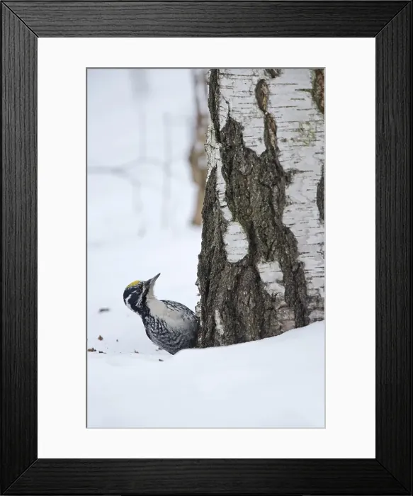 Framed Print : Three-toed Woodpecker, Drieteenspecht, Picoides tridactylus