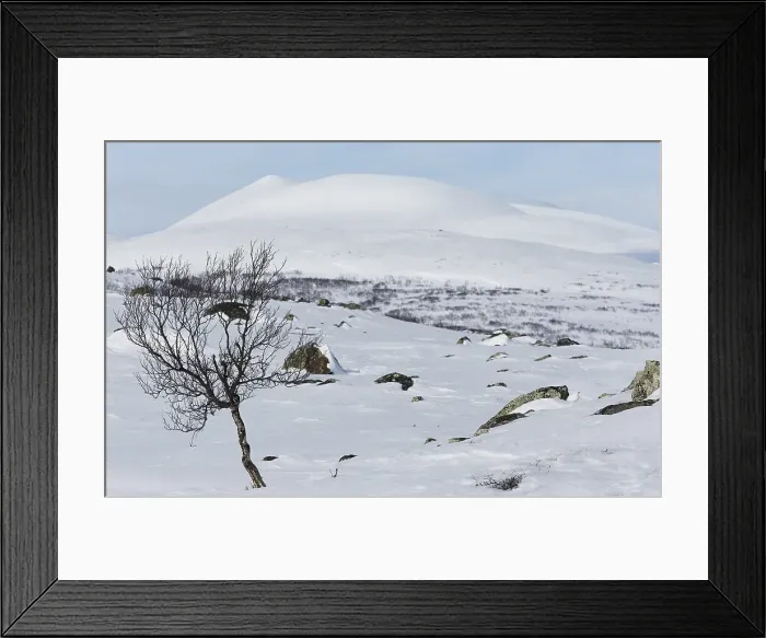 Framed Print : Moerassneeuwhoen, Willow Ptarmigan, Lagopus lagopus