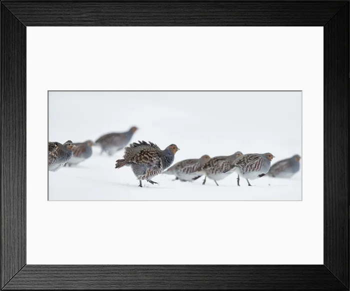 Framed Print : Patrijs, Grey Partridge, Perdix perdix