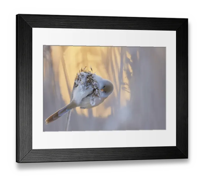 Framed Print : Baardman, Bearded Reedling, Panurus biarmicus