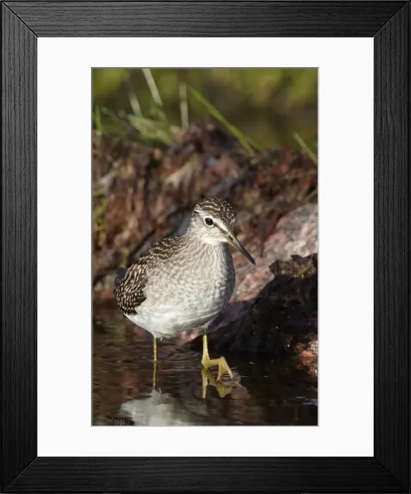 Framed Print : Bosruiter, Wood Sandpiper, Tringa glareola
