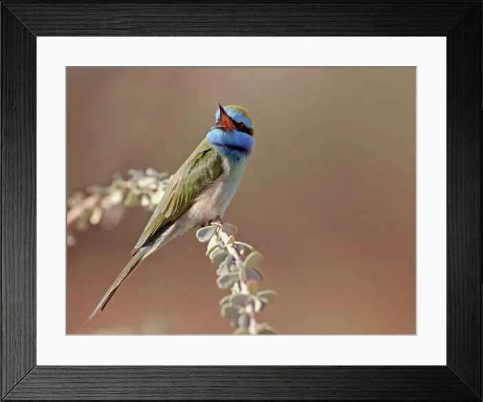 Framed Print : Kleine Groene Bijeneter, Little Green Bee-eater, Merops oriental