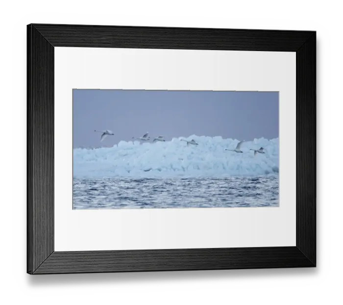 Framed Print : Knobbelzwaan, Mute swan, Cygnus olor