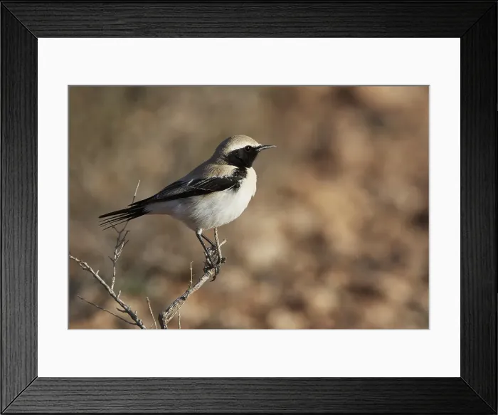 Framed Print : Woestijntapuit, Desert Wheatear, Oenanthe deserti
