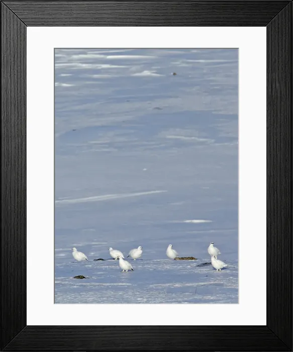 Framed Print : Alpensneeuwhoen, Rock Ptarmigan, lagopus muta