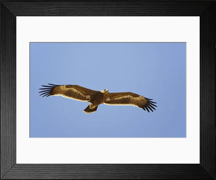 Framed Print : Steppearend, Steppe Eagle, Aquila nipalensis