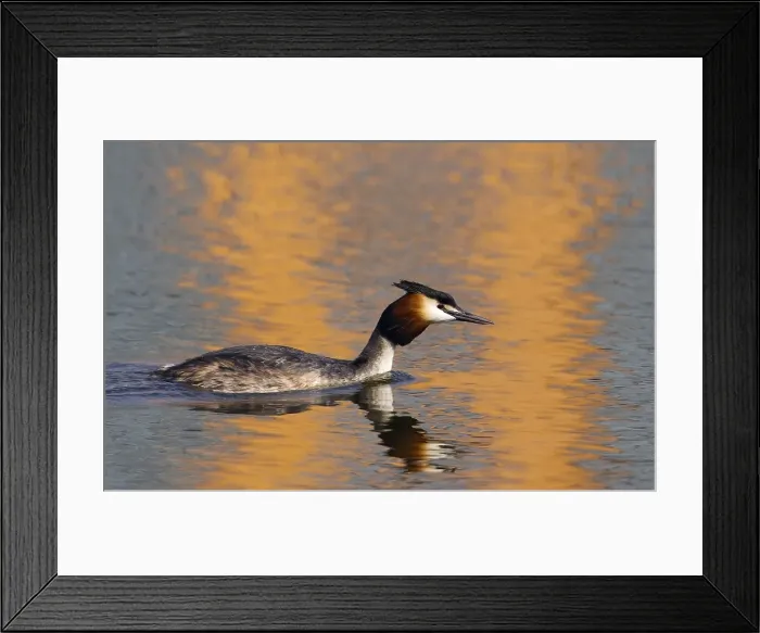 Framed Print : Fuut, Great Crested Grebe, Podiceps cristatus
