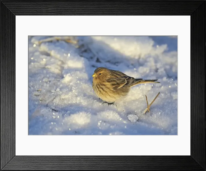 Framed Print : Twite, Frater, Carduelis flavirostris