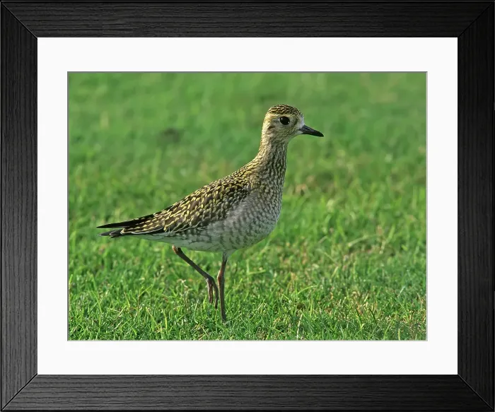 Framed Print : Aziatische Goudplevier, Pacific Golden Plover, Pluvialis fulva