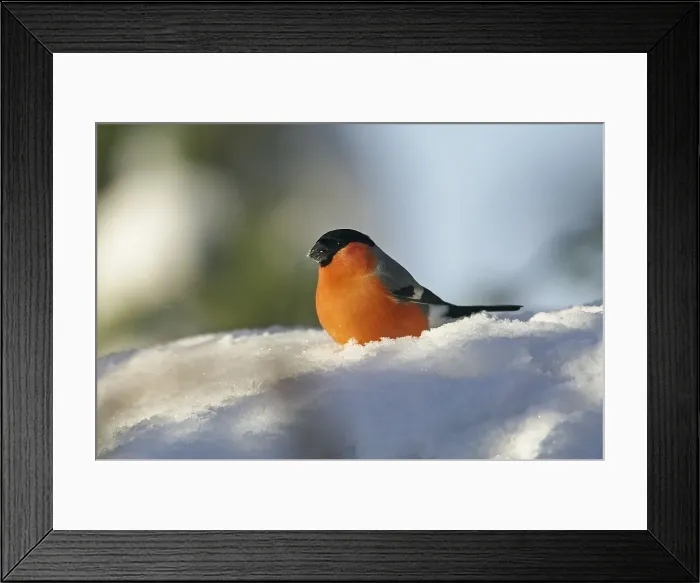 Framed Print : Goudvink, Eurasian Bullfinch, Pyrrhula pyrrhula