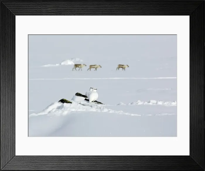 Framed Print : Alpensneeuwhoen, Rock Ptarmigan, lagopus muta