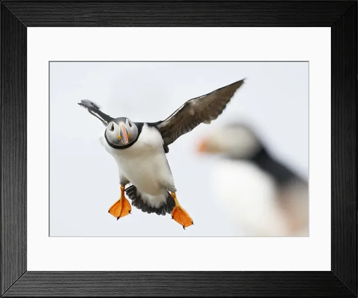 Framed Print : Papegaaiduiker, Atlantic Puffin, Fratercula arctica