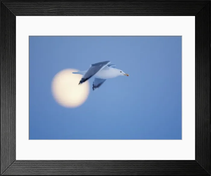 Framed Print : Zilvermeeuw, European Herring Gull, Larus argentatus