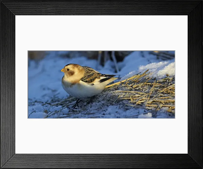 Framed Print : Sneeuwgors; Snow Bunting; Plectrophenax nivalis