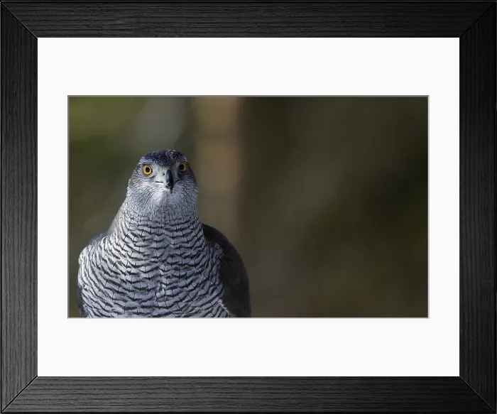 Framed Print : Havik, Northern Goshawk, Accipiter gentilis