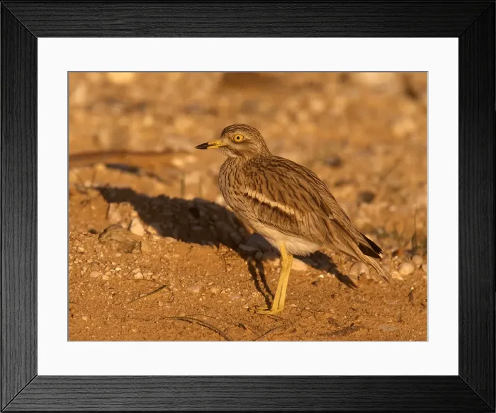 Framed Print : Griel, Eurasian Stone-curlew, Burhinus oedicnemus