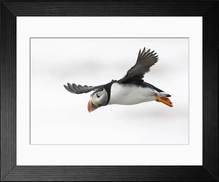 Framed Print : Papegaaiduiker, Atlantic Puffin, Fratercula arctica