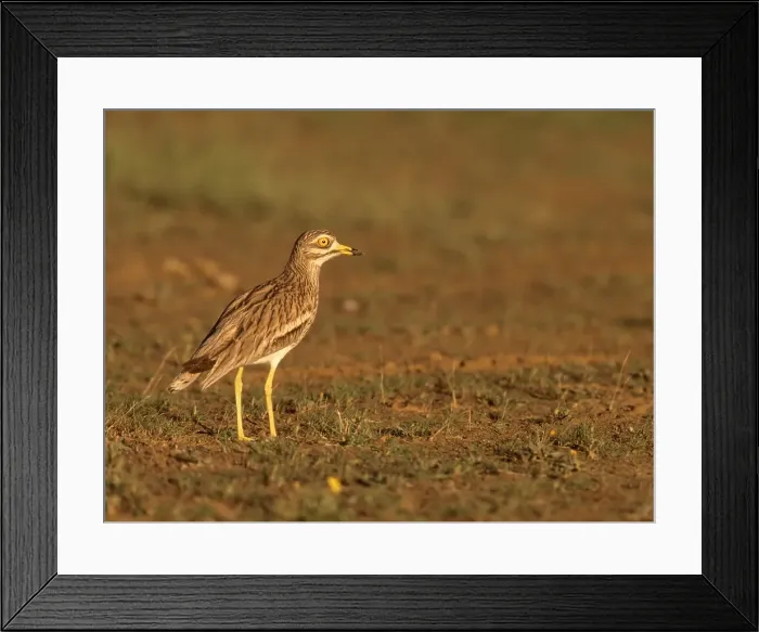 Framed Print : Griel, Eurasian Stone-curlew, Burhinus oedicnemus