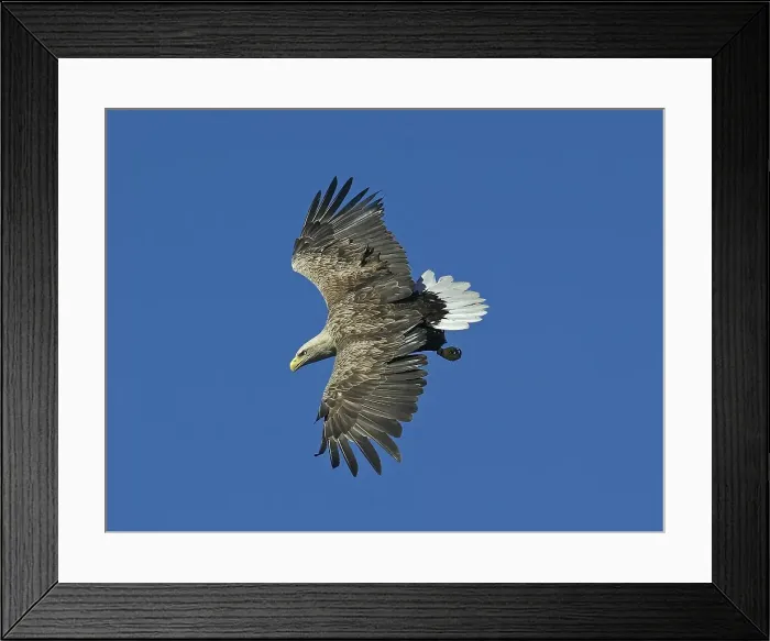 Framed Print : Zeearend, White-tailed Eagle, Haliaeetus albicilla