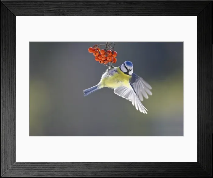 Framed Print : Blue Tit, Pimpelmees, Cyanistes caeruleus