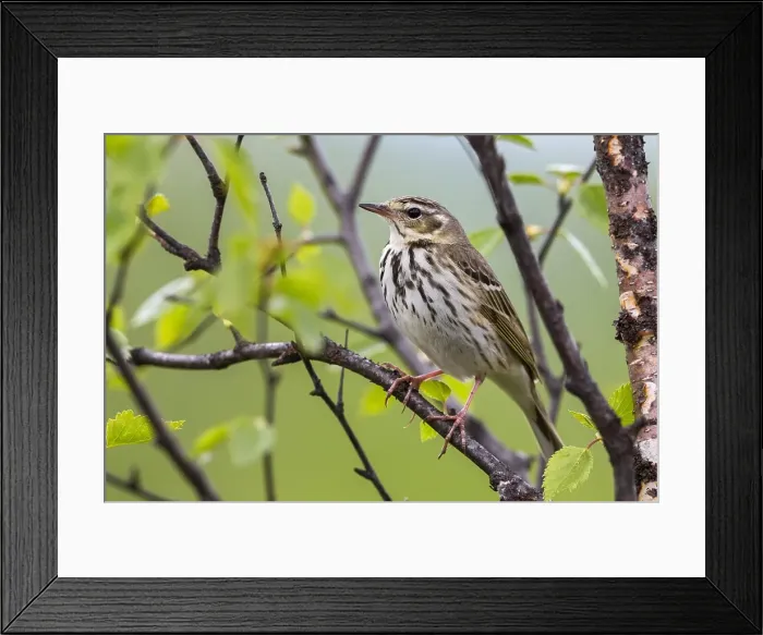 Framed Print : Siberische Boompieper; Olive-backed Pipit, Anthus hodgsoni yunna