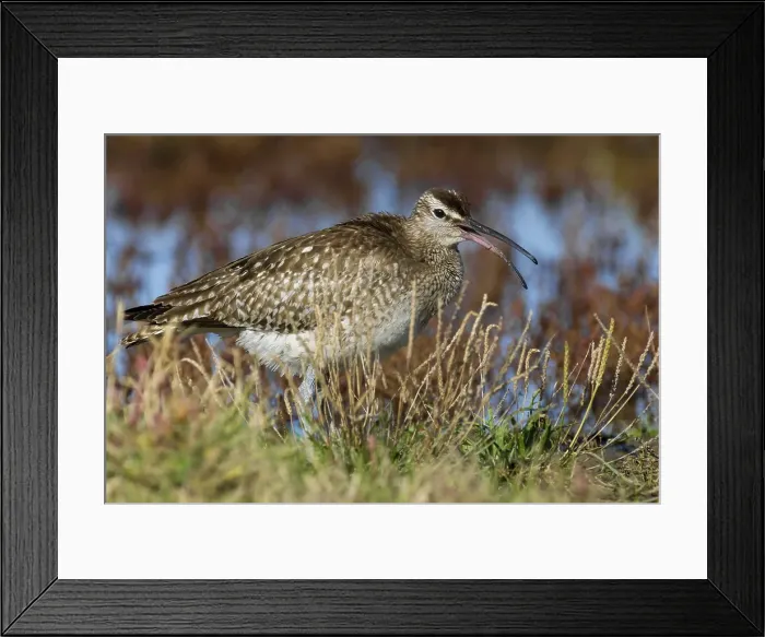 Framed Print : Regenwulp, Eurasian Whimbrel, Numenius phaeopus