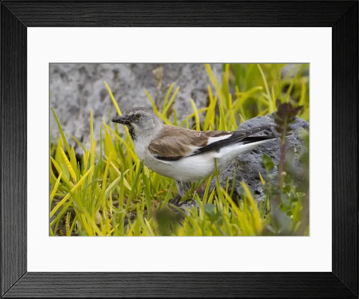 Framed Print : Sneeuwvink, White-winged Snowfinch, Montifringilla nivalis Framed Print : Sneeuwvink, White-winged Snowfinch, Montifringilla nivalis