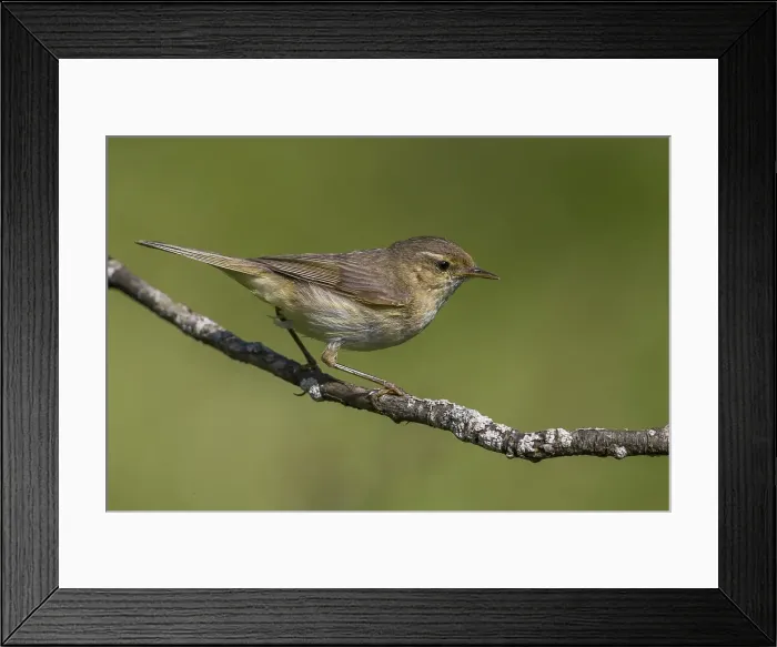 Framed Print : Tjiftjaf; Chiffchaff; Phylloscopus collybita