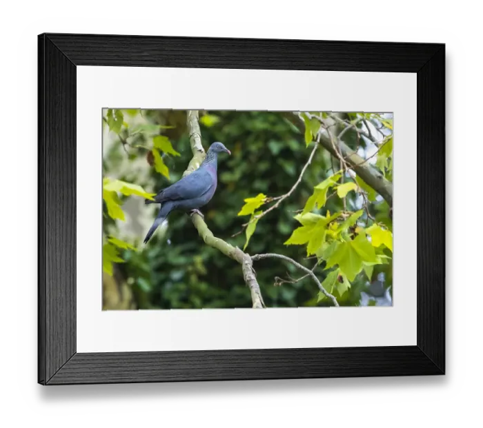 Framed Print : Trocaz Pigeon, Columba trocaz