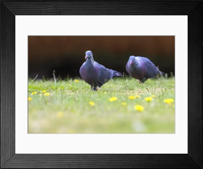 Framed Print : Trocaz Pigeon, Columba trocaz