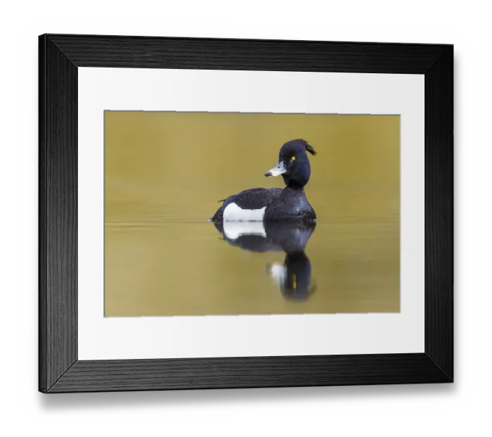 Framed Print : Tufted Duck, Aythya fuligula
