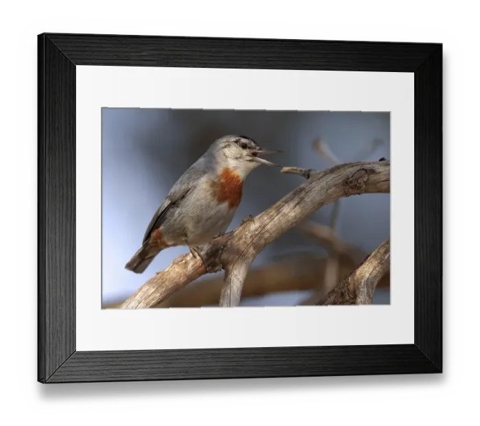 Framed Print : Turkse Boomklever, Krupers Nuthatch, Sitta krueperi