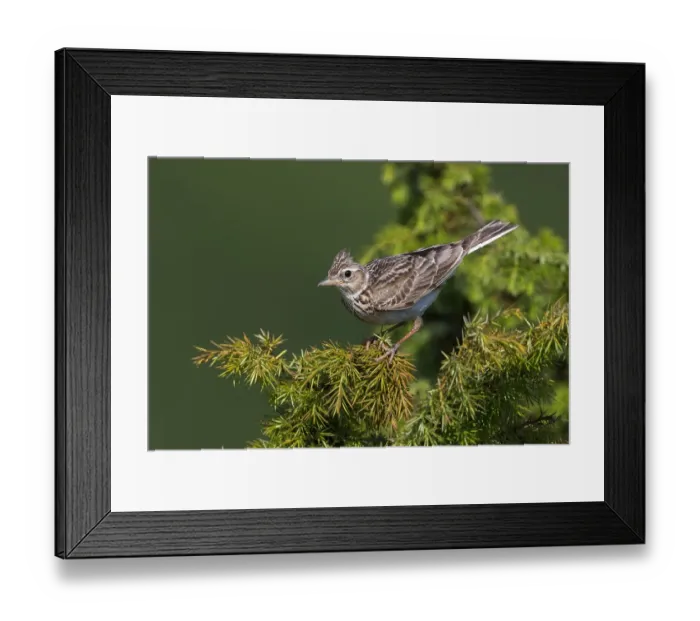 Framed Print : Veldleeuwerik; Eurasian Skylark; Alauda arvensis
