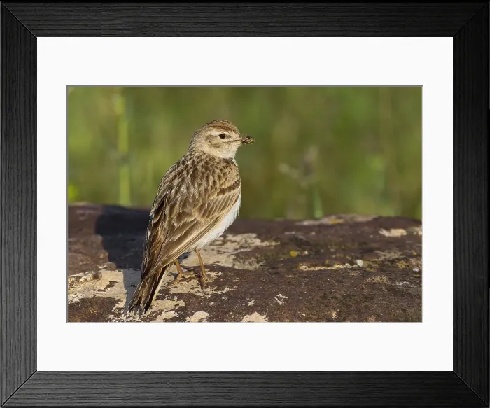 Framed Print : Kortteenleeuwerik, Short-toed Lark, Calandrella brachydactyla ss