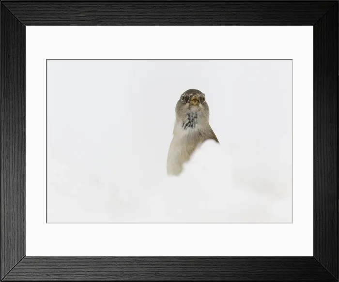 Framed Print : Sneeuwvink, White-winged Snowfinch, Montifringilla nivalis