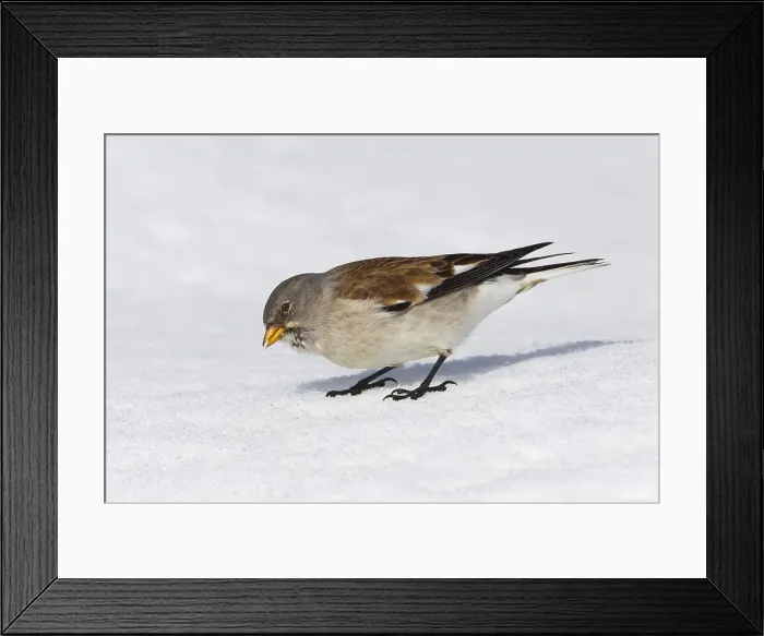 Framed Print : Sneeuwvink, White-winged Snowfinch, Montifringilla nivalis
