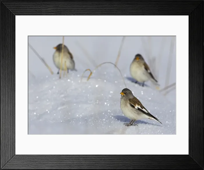 Framed Print : Sneeuwvink; Snowfinch; Montifringilla nivalis