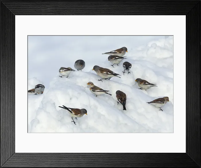 Framed Print : White-winged Snowfinch, Sneeuwvink, Montifringilla nivalis, Snee Framed Print : White-winged Snowfinch, Sneeuwvink, Montifringilla nivalis, Snee