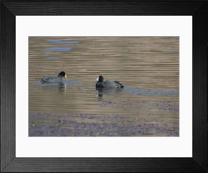 Framed Print : Knobbelmeerkoet, Red-knobbed Coot, Fulica cristata Framed Print : Knobbelmeerkoet, Red-knobbed Coot, Fulica cristata