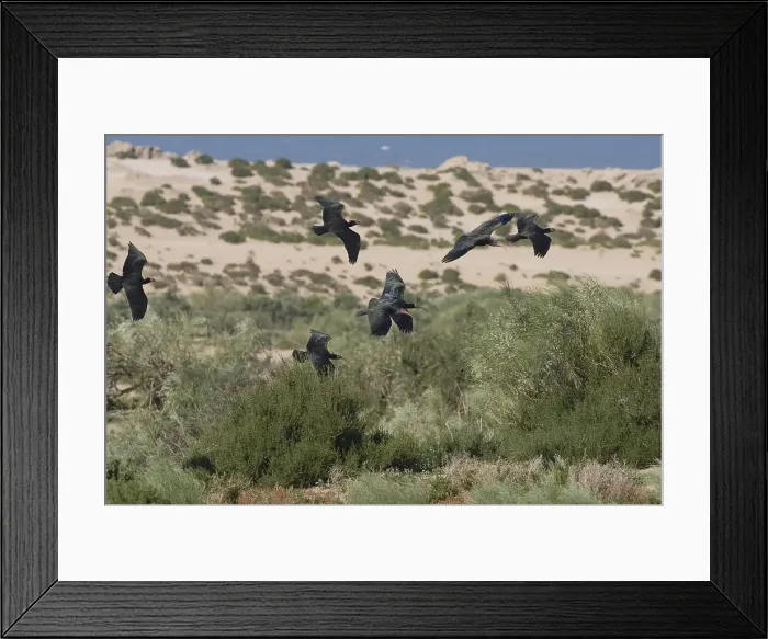 Framed Print : Heremietibis, Northern Bald Ibis, Geronticus eremita