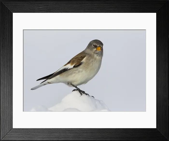 Framed Print : Sneeuwvink; Snowfinch; Montifringilla nivalis