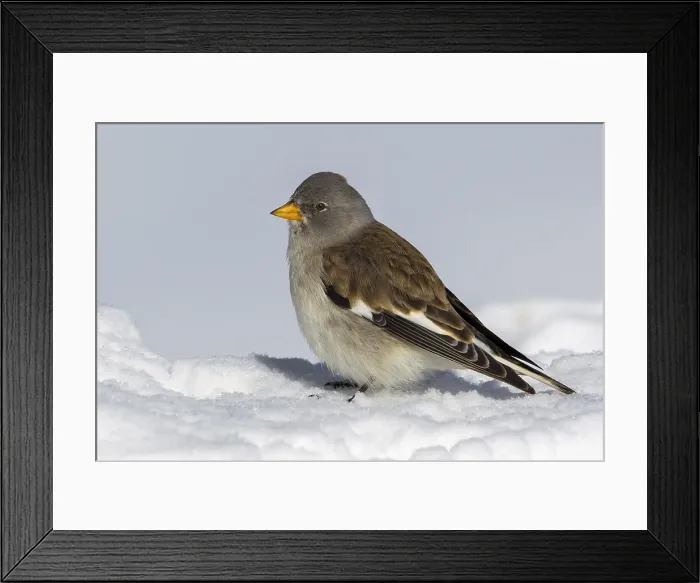 Framed Print : Sneeuwvink; Snowfinch; Montifringilla nivalis