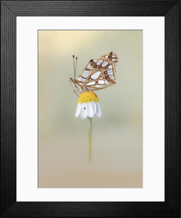 Framed Print : Queen of Spain Fritillary, Issoria lathonia Framed Print : Queen of Spain Fritillary, Issoria lathonia
