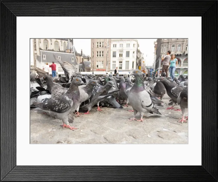 Framed Print : Stadsduif, Feral Pigeon, Columba livia