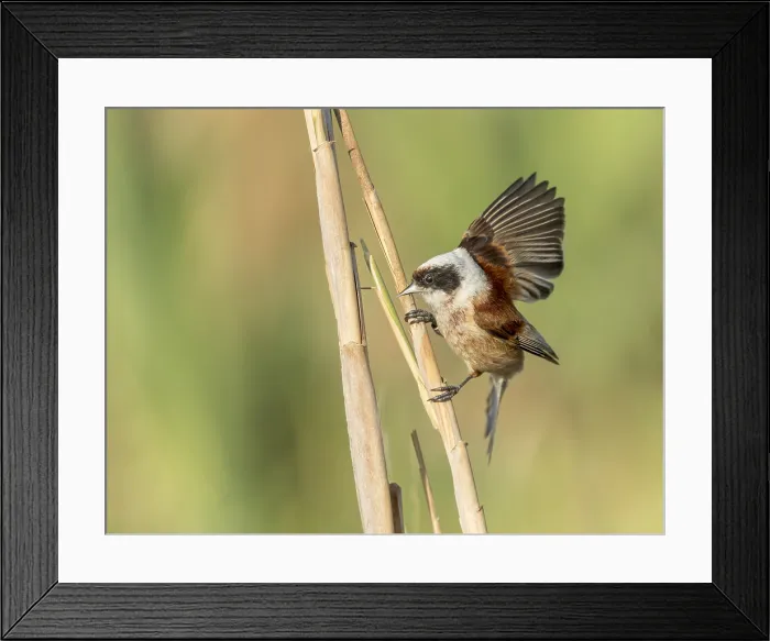 Framed Print : European Penduline Tit, Remiz pendulinus