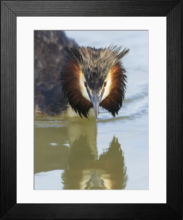 Framed Print : Great Crested Grebe Podiceps cristatus