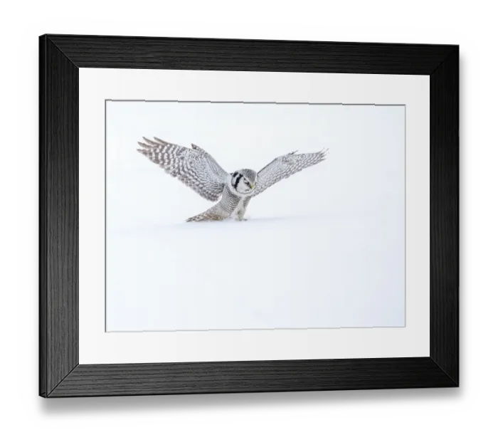 Framed Print : Northern Hawk Owl, Surnia ulula